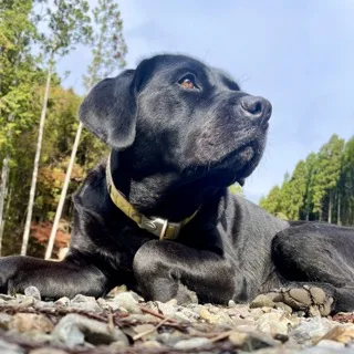 イングリッシュキャンプの看板犬・黒ラブのメープル